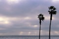 Palm trees and sky with dramatic clouds