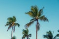 Palm trees and sky Royalty Free Stock Photo