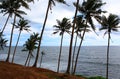 Palm trees on a slope near the Indian ocean