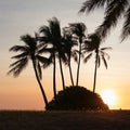 Palm trees on a small hill. It looks like a desert island in the middle of the ocean. Tropical paradise at sunset time. Dundee Royalty Free Stock Photo