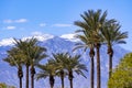 Palm trees and the snow covered San Jacinto mountains, Palm Springs, Coachella Valley, California