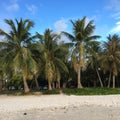 The palm trees on the snow-white Micro beach, Saipan