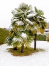 Palm trees in the snow. Royalty Free Stock Photo