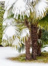 Palm trees in the snow. Royalty Free Stock Photo