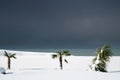 Palm trees at the snowy beach