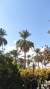 Palm trees in south of Iran in a garden Royalty Free Stock Photo