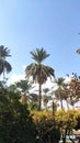 Palm trees in south of Iran in a garden