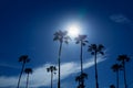 Palm trees in southern California Newport area Royalty Free Stock Photo