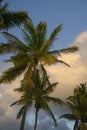 Palm trees, Spanish Town, Virgin Gorda, BVI