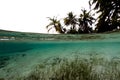 Palm Trees Split Shot Royalty Free Stock Photo