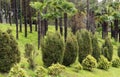 Palm trees, spring time, evegreen bushes and trees Royalty Free Stock Photo