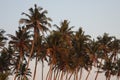 Palm trees srilanka savanna sunset dawn Royalty Free Stock Photo