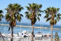 Palm trees standing majesty,overlooking the bay with its yachts background Mossel bay,South Africa.