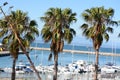 Palm trees standing majesty,overlooking the bay with its yachts background Mossel bay,South Africa.