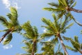 Hawaiian Palm Trees