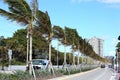 Palm trees on State Road A1A in Fort Lauderdale