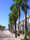 Palm trees on street