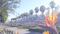 Palm trees and strelitzia crane flower, California. Palmtrees, bird of paradise.