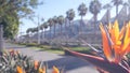 Palm trees and strelitzia crane flower, California. Palmtrees, bird of paradise.