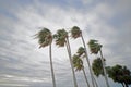 Palm trees during hurricane leaning Royalty Free Stock Photo