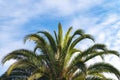 Palm trees, summer background Royalty Free Stock Photo