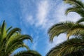 Palm trees, summer background Royalty Free Stock Photo