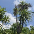 Palm trees in summer in Europe, small palms