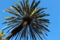 Palm Trees... is almost summer Royalty Free Stock Photo