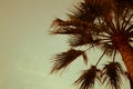 Palm Trees Sun Light Sunset Sunrise Bleached Toned Effect Royalty Free Stock Photo