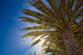 Palm trees with sun rays against a blue cloudless sky Royalty Free Stock Photo