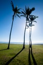 Palm trees with the sun silhouetting them