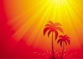 Palm trees & sunlight Royalty Free Stock Photo