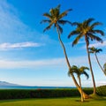 Palm Trees in Sunlight on Maui Hawaii Royalty Free Stock Photo