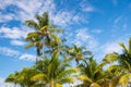 Palm trees on sunny blue sky in Great stirrup cay, Bahamas. Coconut palm trees with green leaves in tropical garden. Nature, tropi