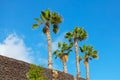 Palm trees in a sunny day Royalty Free Stock Photo