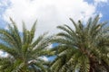 Palm trees in sunny blue sky with white cloud Royalty Free Stock Photo