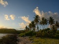 Palm trees at sunrise landscaping in exotic bay