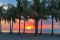 Palm trees at sunrise in Miami Beach Royalty Free Stock Photo