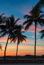 Palm trees at sunrise in Miami Beach Royalty Free Stock Photo