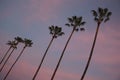 Palm Trees at Sunrise, Ventura, California, USA