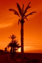 Palm trees sunrise Royalty Free Stock Photo