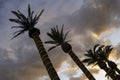 Palm trees in the sky. Royalty Free Stock Photo