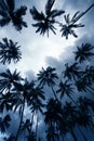 Palm trees at sunset