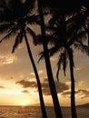 Palm trees at sunset Royalty Free Stock Photo