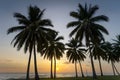 Palm trees on sunset background, tropical serenity, coastal view