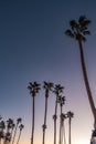 Palm trees at sunset on boulevard in los angeles Royalty Free Stock Photo