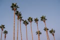 Palm trees at sunset on boulevard in los angeles Royalty Free Stock Photo