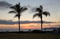 Palm trees at sunset in California at Coronado. Royalty Free Stock Photo