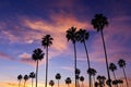 Palm Trees in Sunset Royalty Free Stock Photo
