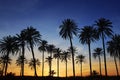 Palm trees sunset golden blue sky backlight Royalty Free Stock Photo